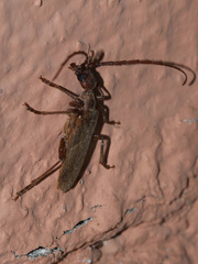 Vesperus aragonicus