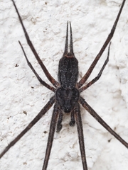 Tamopsis fickerti
