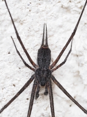 Tamopsis fickerti