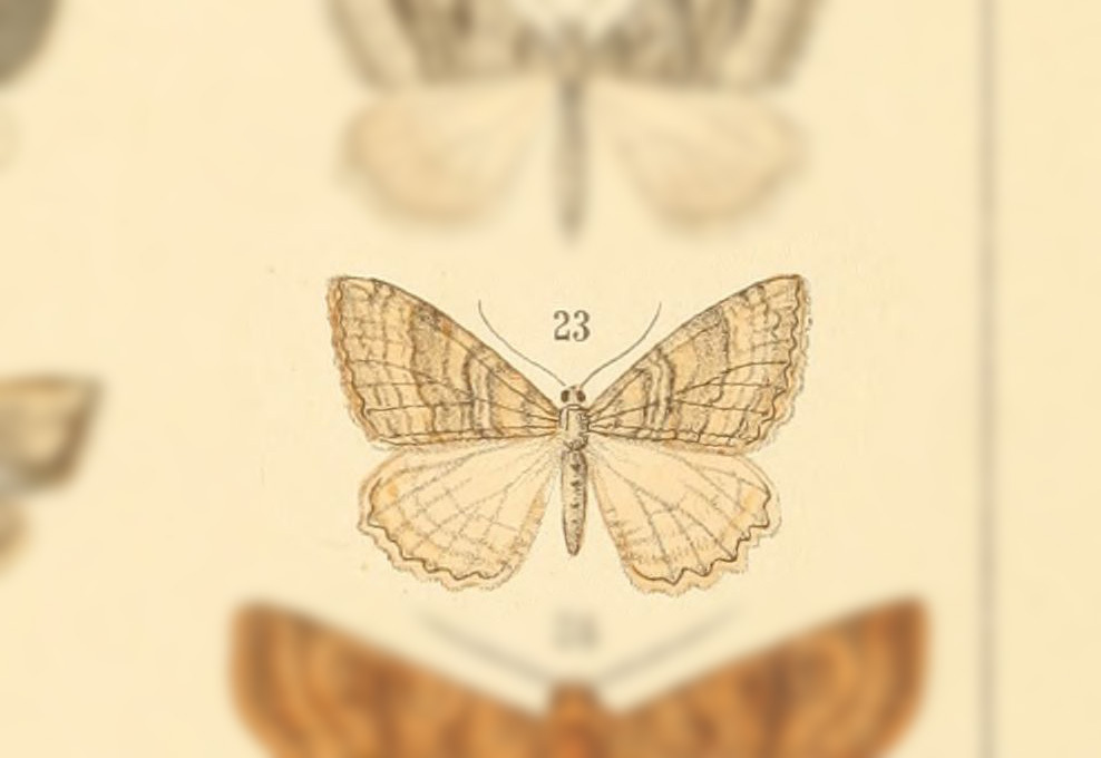 Triphosa obsoletaria