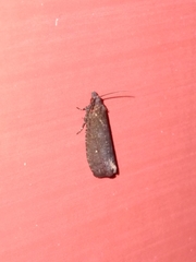 Cryptaspasma querula