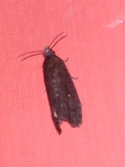 Cryptaspasma querula