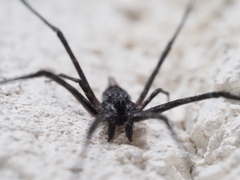 Tamopsis fickerti