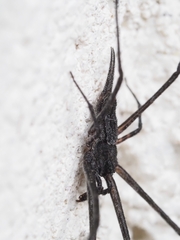 Tamopsis fickerti