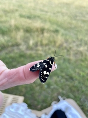 Phalaenoides tristifica