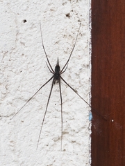 Tamopsis fickerti