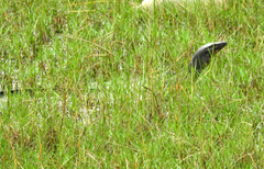 Varanus salvator andamanensis