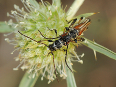 Stenopterus ater