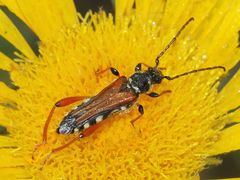 Stenopterus rufus