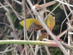 Hymeniini