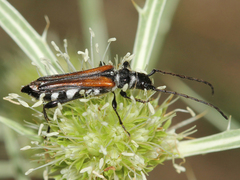 Stenopterus ater