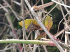 Hymeniini