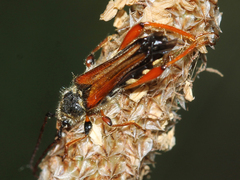 Stenopterus rufus
