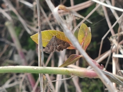 Hymeniini