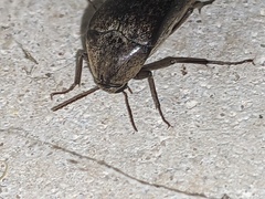 Ripiphoridae