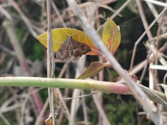 Hymeniini