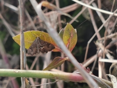 Hymeniini