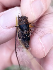 Birrima varians