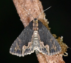 Dypterygia scabriuscula