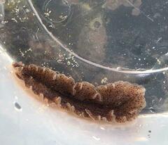 Thysanozoon brocchii