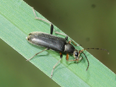 Lepturinae