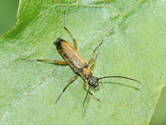 Grammoptera ustulata