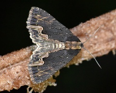 Dypterygia scabriuscula