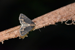 Dypterygia scabriuscula