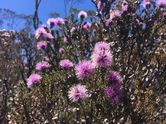 Melaleuca squamea