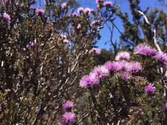 Melaleuca squamea