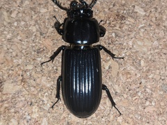 Aulacocyclus kaupii