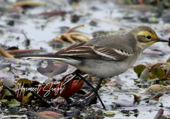 Motacilla citreola