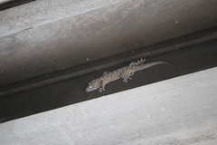 Gekko monarchus