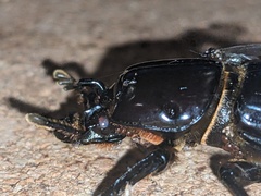 Aulacocyclus kaupii