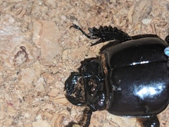 Aulacocyclus kaupii