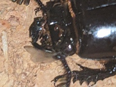 Aulacocyclus kaupii