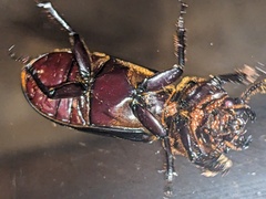 Aulacocyclus kaupii