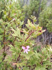 Pelargonium scabrum