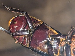 Aulacocyclus kaupii