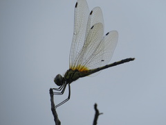 Trithemis pallidinervis