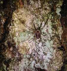 Dicranopalpus larvatus