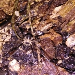Dicranopalpus larvatus