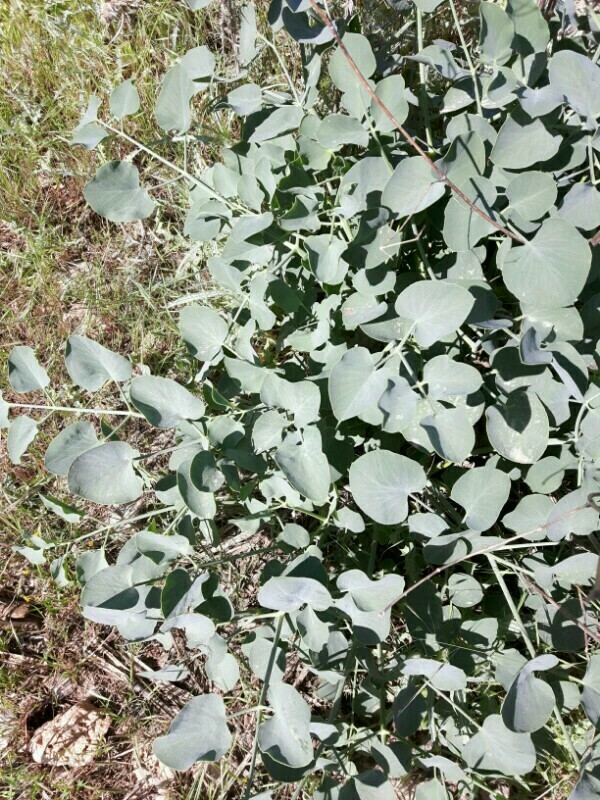 Glaucosciadium cordifolium
