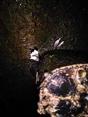 Xylaria hypoxylon