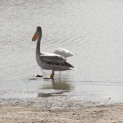 Pelecanus rufescens