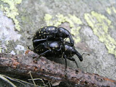 Liparus glabrirostris