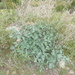 Glaucosciadium cordifolium - Photo (c) Jean-François Olivier, algunos derechos reservados (CC BY-NC), subido por Jean-François Olivier