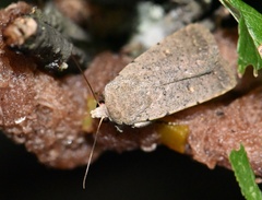 Caradrina aspersa