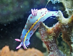 Hypselodoris bennetti