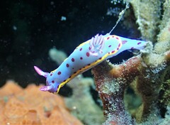 Hypselodoris bennetti